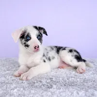 Ace, a male Australian Cattle Dog and Australian Shepherd for sale in Indianapolis, IN – 2 of 5