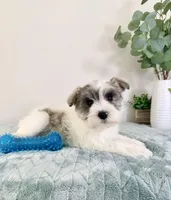 AKC Barry, a male Miniature Schnauzer for sale in Indianapolis, IN – Photo 1 of 5