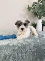 AKC Barry, a male Miniature Schnauzer for sale in Indianapolis, IN – Photo 5 of 5
