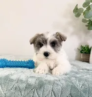 AKC Barry, a male Miniature Schnauzer for sale in Indianapolis, IN – Photo 2 of 5