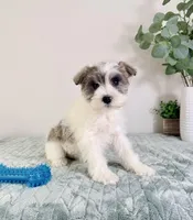AKC Barry, a male Miniature Schnauzer for sale in Indianapolis, IN – Photo 3 of 5