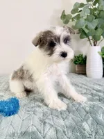 AKC Barry, a male Miniature Schnauzer for sale in Indianapolis, IN – Photo 4 of 5
