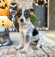 Boone, a male Australian Cattle Dog for sale in Indianapolis, IN – 3 of 5