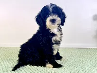 Freddy, a male Miniature Bernedoodle for sale in Indianapolis, IN – 1 of 7