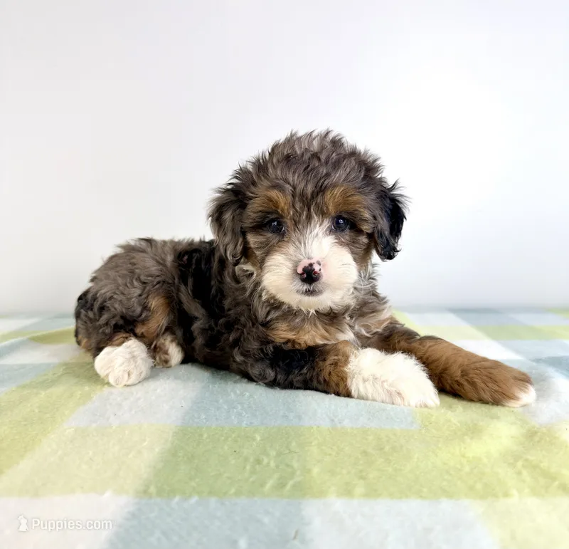 Rex – Miniature Bernedoodle puppy for sale in Indianapolis, IN