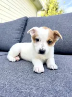 Daisy, a female Australian Cattle Dog for sale in Indianapolis, IN – 4 of 5