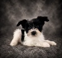 AKC Susie, a female Miniature Schnauzer for sale in Indianapolis, IN – 2 of 4