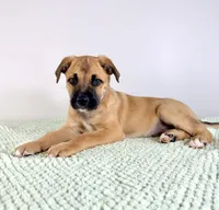 Diesel, a male Border Collie and Cane Corso for sale in Indianapolis, IN – 5 of 6