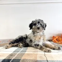 Harry, a male Miniature Bernedoodle for sale in Indianapolis, IN – 3 of 5