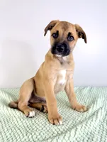 Diesel, a male Border Collie and Cane Corso for sale in Indianapolis, IN – 6 of 6