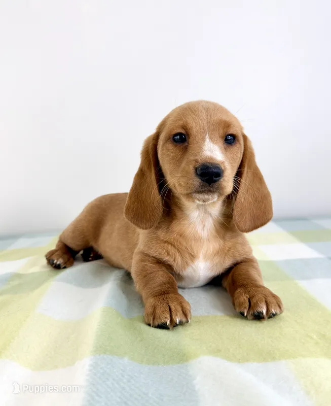 Oakley – Pembroke Welsh Corgi, Miniature Dachshund puppy for sale in Indianapolis, IN