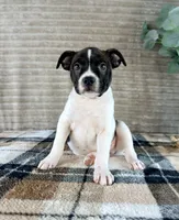 Donatello, a male Boston Terrier and Rat Terrier for sale in Indianapolis, IN – 4 of 5