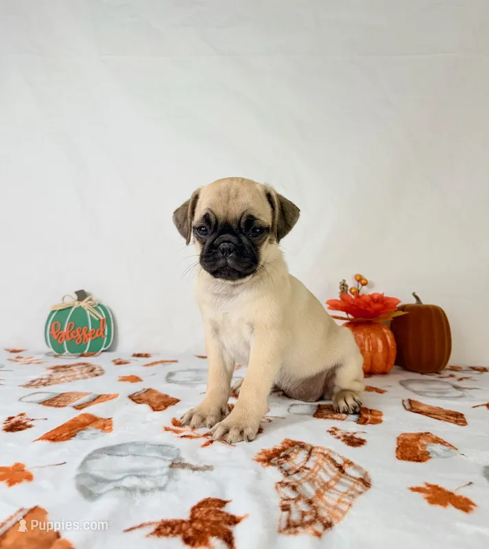 Petunia – Pug puppy for sale in Indianapolis, IN