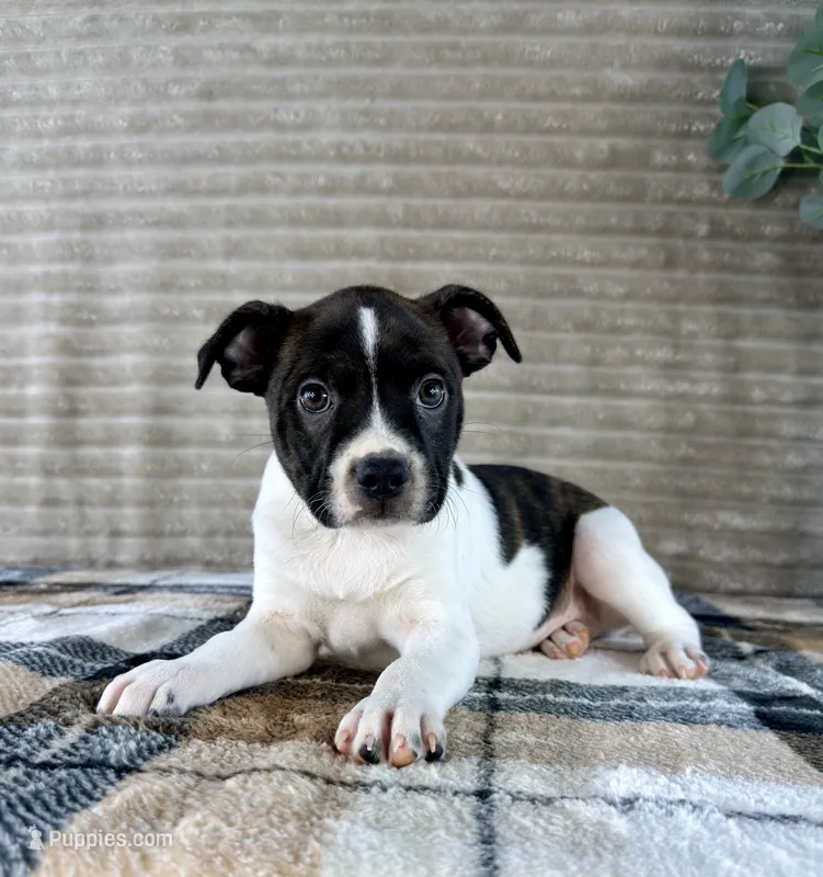 Donatello – Boston Terrier, Rat Terrier puppy for sale in Indianapolis, IN