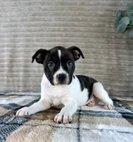 Donatello, a male Boston Terrier and Rat Terrier for sale in Indianapolis, IN – 1 of 5