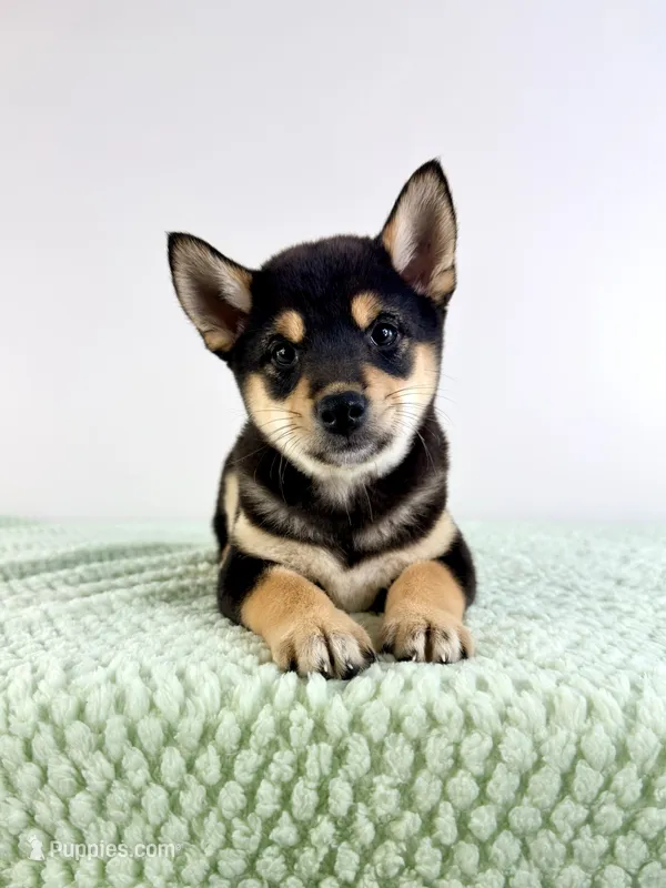Mushu – Shiba Inu puppy for sale in Indianapolis, IN