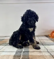 Luna, a female Miniature Bernedoodle for sale in Indianapolis, IN – 4 of 5