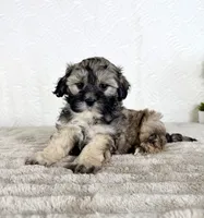 Teddy, a male Shihpoo for sale in Indianapolis, IN – 5 of 5