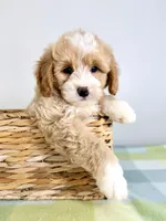 Woody, a male Miniature Bernedoodle for sale in Indianapolis, IN – 3 of 5