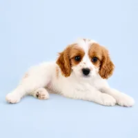 Angel, a female Cavapoo for sale in Indianapolis, IN – 2 of 5