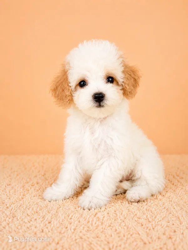 Peaches – Cavapoo puppy for sale in Indianapolis, IN