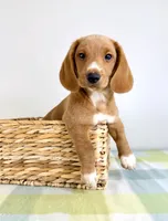 Ollie, a male Pembroke Welsh Corgi and Miniature Dachshund for sale in Indianapolis, IN – 5 of 5