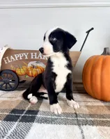 Autumn, a female Border Collie for sale in Indianapolis, IN – 5 of 7