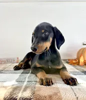 Reign, a male Doberman Pinscher for sale in Indianapolis, IN – 4 of 5