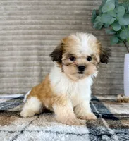Shock, a female Mal Shi for sale in Indianapolis, IN – 3 of 4