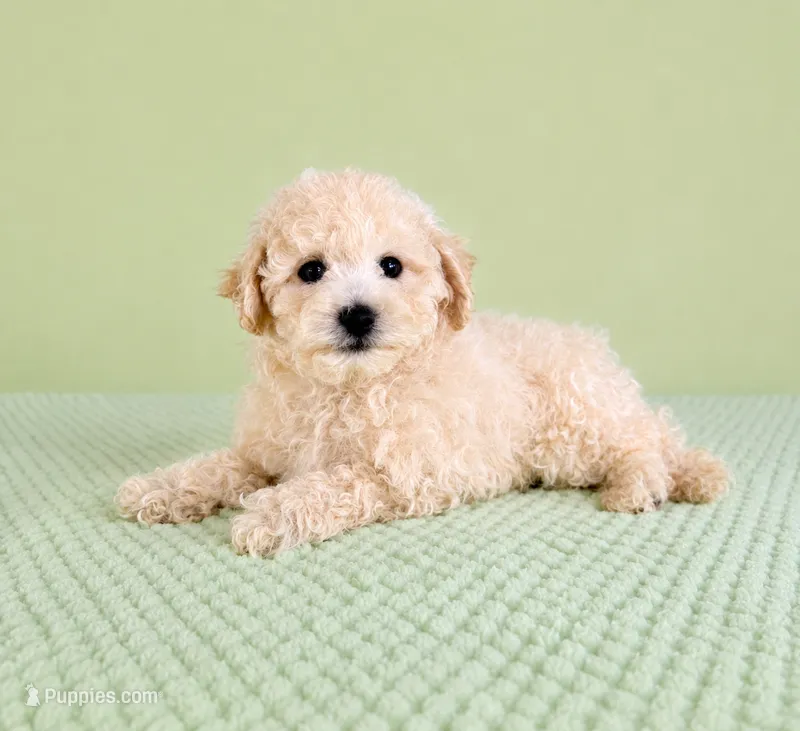 Barry – Bichon Frise puppy for sale in Indianapolis, IN