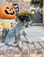 Cash, a male Australian Cattle Dog for sale in Indianapolis, IN – 2 of 5