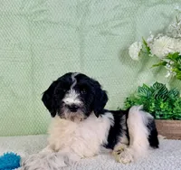 Dallas, a male Miniature Bernedoodle for sale in Indianapolis, IN – Photo 4 of 5