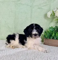Dallas, a male Miniature Bernedoodle for sale in Indianapolis, IN – Photo 5 of 5