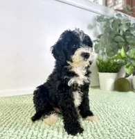 Freddy, a male Miniature Bernedoodle for sale in Indianapolis, IN – 6 of 7