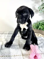 Freya, a female Cane Corso for sale in Indianapolis, IN – Photo 5 of 5