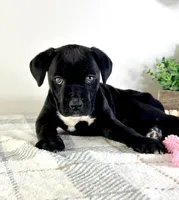 Freya, a female Cane Corso for sale in Indianapolis, IN – Photo 2 of 5