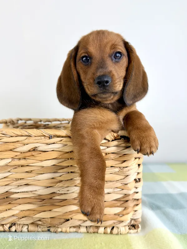 Olive – Pembroke Welsh Corgi, Miniature Dachshund puppy for sale in Indianapolis, IN