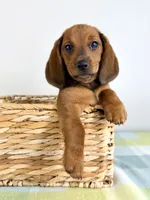 Olive, a female Pembroke Welsh Corgi and Miniature Dachshund for sale in Indianapolis, IN – 1 of 6