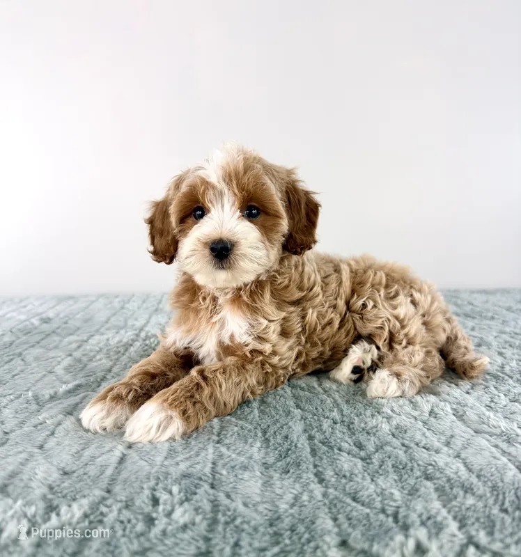 Muffin – Cavapoo puppy for sale in Indianapolis, IN