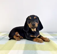 Ozzy, a male Pembroke Welsh Corgi and Miniature Dachshund for sale in Indianapolis, IN – 3 of 4