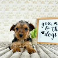 Teddy, a male Yorkshire Terrier for sale in Indianapolis, IN – Photo 2 of 3