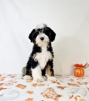 Braxton, a male Miniature Bernedoodle for sale in Indianapolis, IN – 5 of 5