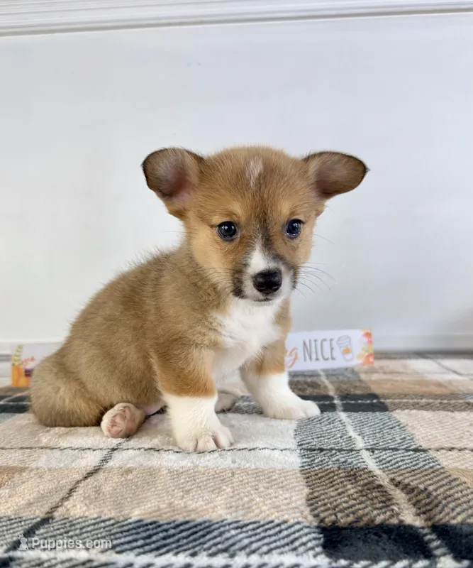 CKC Macie – Pembroke Welsh Corgi puppy for sale in Indianapolis, IN