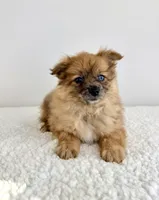 Cocoa, a female Pomeranian for sale in Indianapolis, IN – 3 of 5
