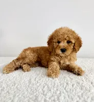 Poppy, a female Miniature Goldendoodle for sale in Indianapolis, IN – 2 of 5