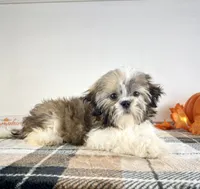 AKC Bentley, a male Shih Tzu for sale in Indianapolis, IN – 1 of 5