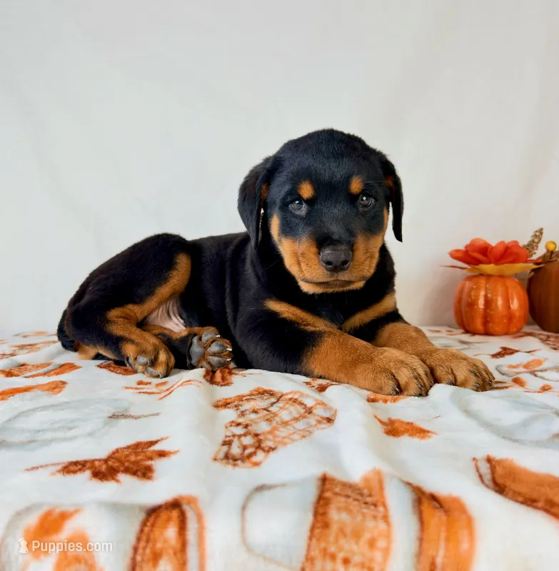 Duke – Rottweiler puppy for sale in Indianapolis, IN