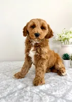 Grayson, a male Miniature Goldendoodle for sale in Indianapolis, IN – 3 of 6