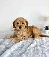 Goldie, a female Miniature Goldendoodle for sale in Indianapolis, IN – 4 of 5