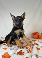 Luna, a female German Shepherd Dog for sale in Indianapolis, IN – 3 of 4
